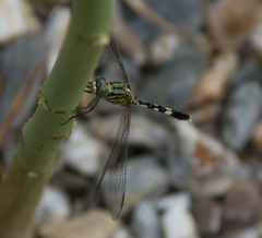 Orthetrum sabina
