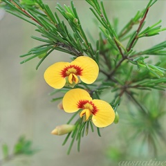 Dillwynia tenuifolia