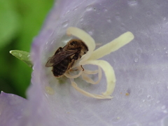 Melitta haemorrhoidalis