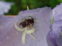 Melitta haemorrhoidalis