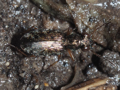 Asaphidion
