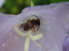 Melitta haemorrhoidalis