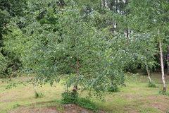 Betula pendula carelica