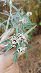 Gnaphaliothamnus salicifolius