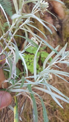 Gnaphaliothamnus salicifolius