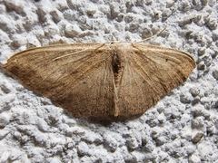 Scopula irrorata