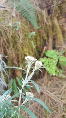 Gnaphaliothamnus salicifolius