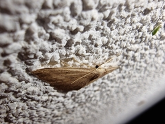 Scopula irrorata