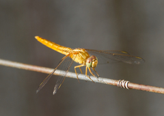 Crocothemis servilia