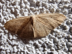 Scopula irrorata