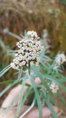 Gnaphaliothamnus salicifolius