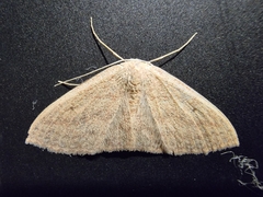 Scopula irrorata