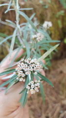 Gnaphaliothamnus salicifolius