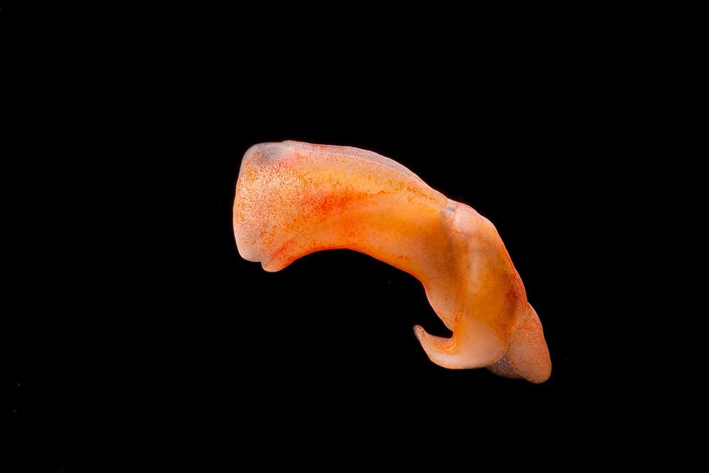 Philine trapezia