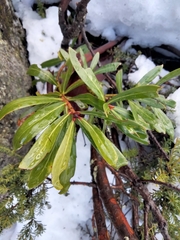 Tasmannia xerophila