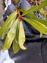 Tasmannia xerophila