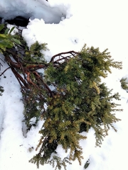 Podocarpus lawrencei