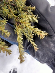 Podocarpus lawrencei