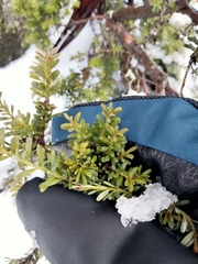 Podocarpus lawrencei