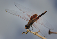 Tramea stenoloba