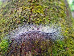 Chrysaeglia magnifica