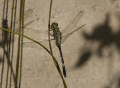 Orthetrum sabina