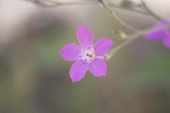 Saltugilia splendens