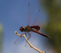 Tramea stenoloba