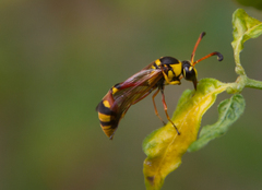 Delta campaniforme