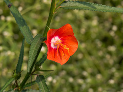 Pentapetes phoenicea, photograph Paulmathi Vinod, CC BY, iNaturalist via GBIF