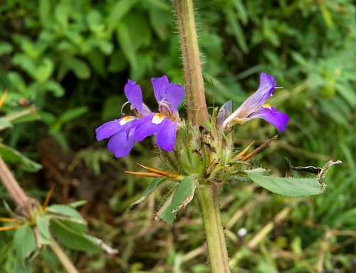 Hygrophila (Hygrophila auriculata)