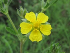 Potentilla recta obscura
