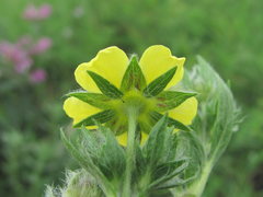 Potentilla recta obscura