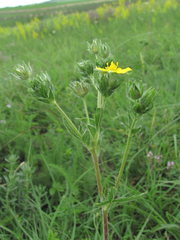 Potentilla recta obscura