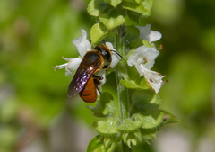 Callomegachile