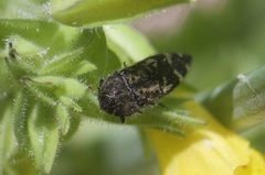 Acmaeodera hepburnii