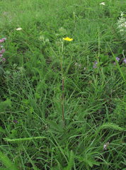 Potentilla recta obscura
