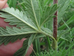 Potentilla recta obscura