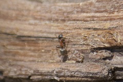 Liometopum occidentale