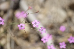 Saltugilia splendens