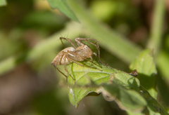 Oxyopes