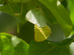 Catopsilia pomona