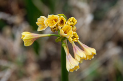 Calostemma luteum