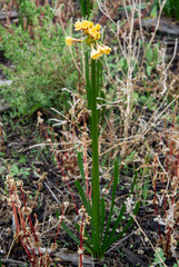 Calostemma luteum