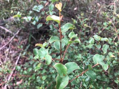 Grevillea singuliflora
