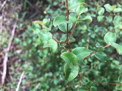 Grevillea singuliflora