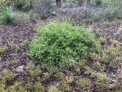 Grevillea singuliflora