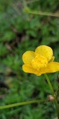 Ranunculus repens