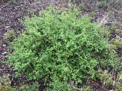 Grevillea singuliflora