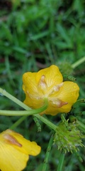 Ranunculus repens